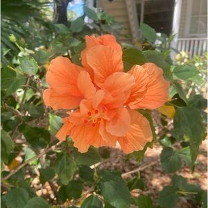 Meet your Posher, Jocelynn